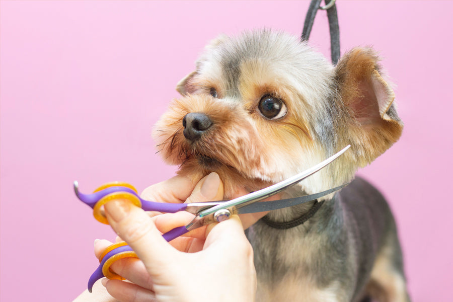 Grooming