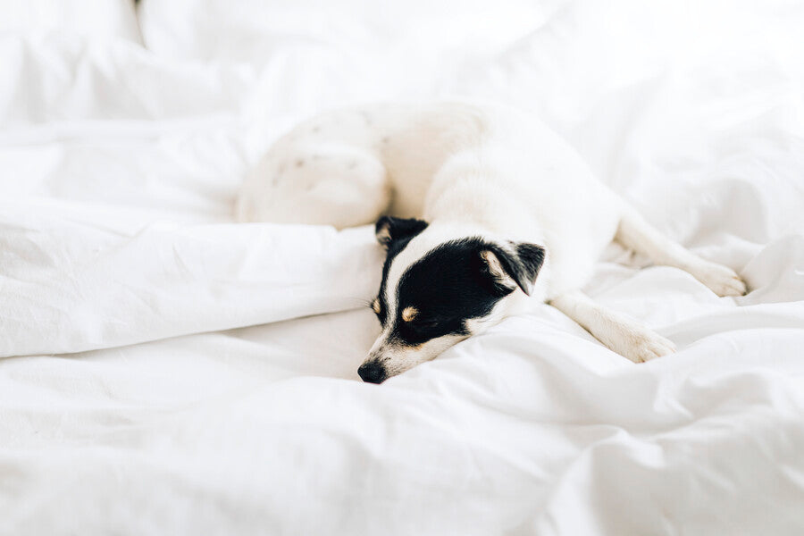 Bedtime