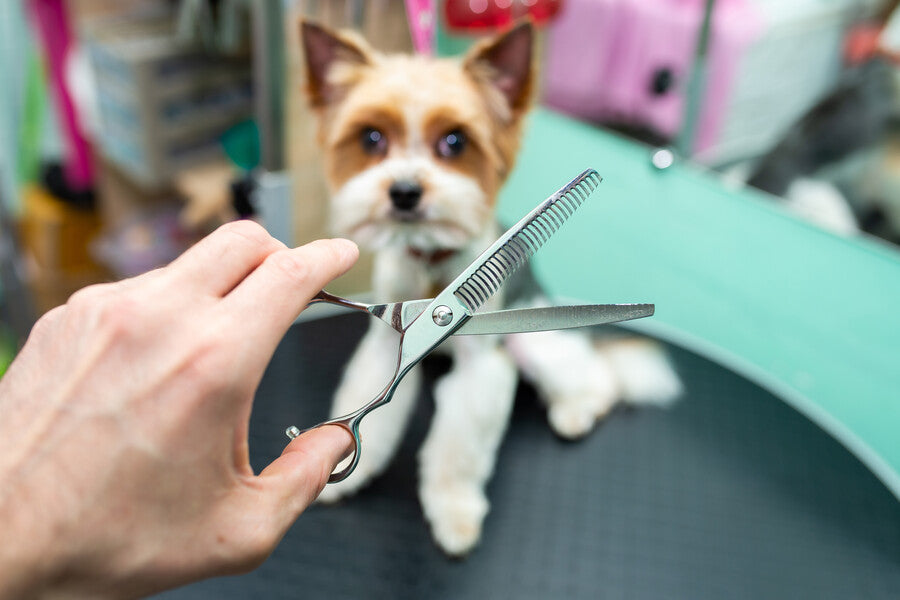 Thinning & Blending Scissors