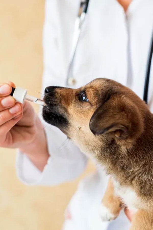 Dog Essentials