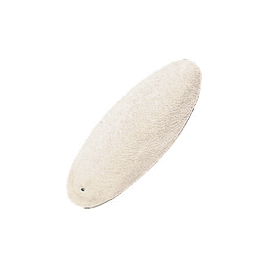 Cuttlefish Bone 3-10" - Single