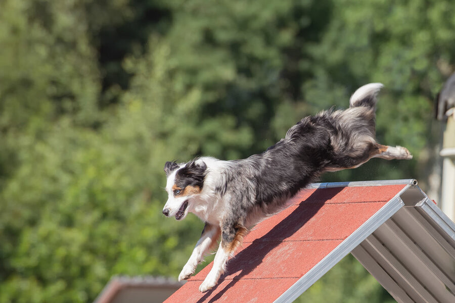 Agility