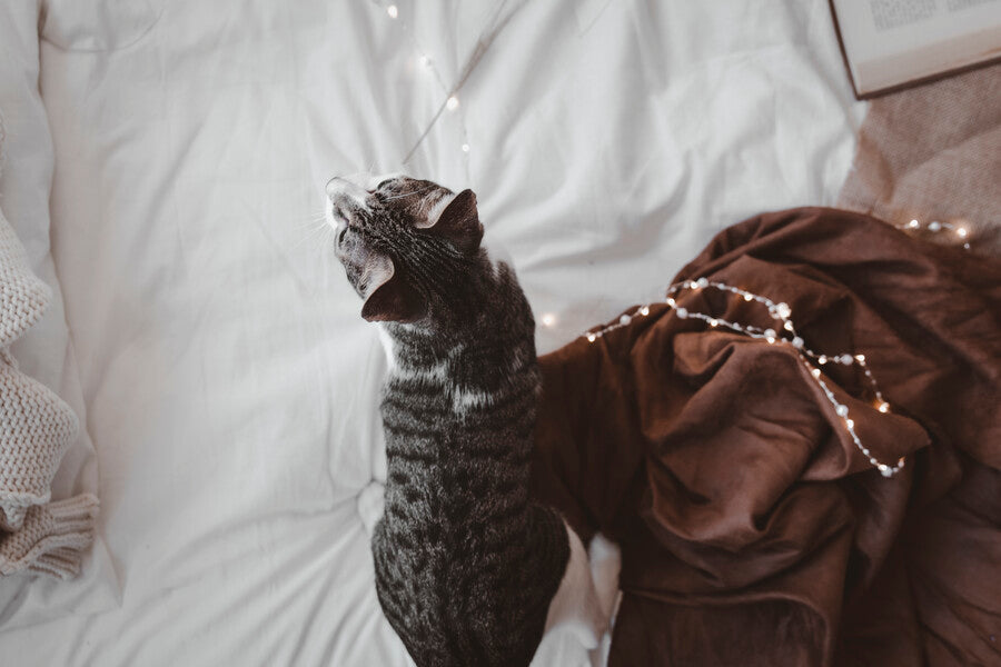 Beds & Bedding