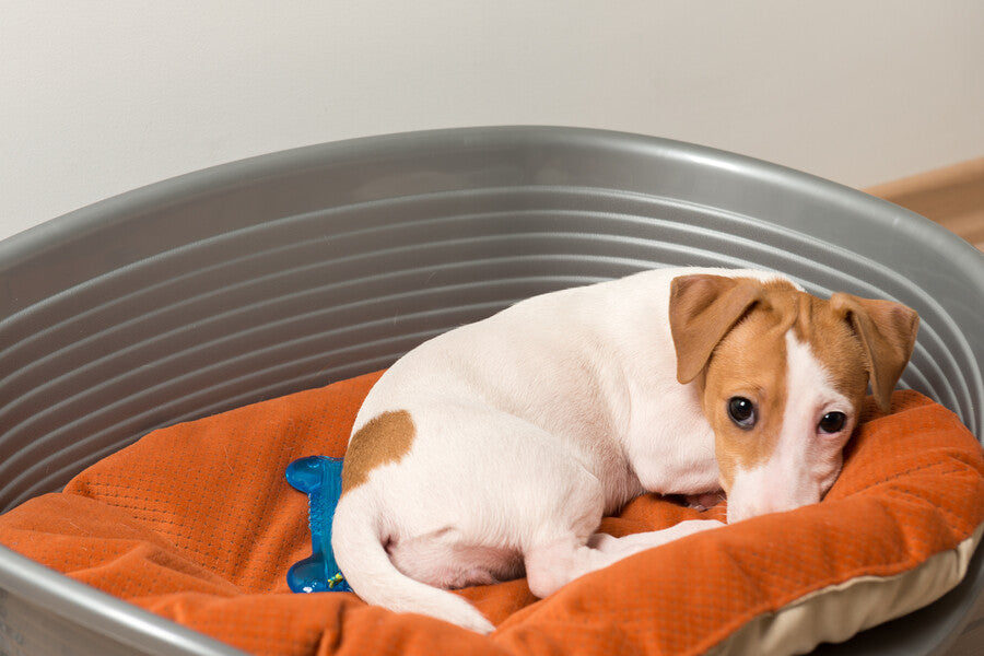 Dog Beds