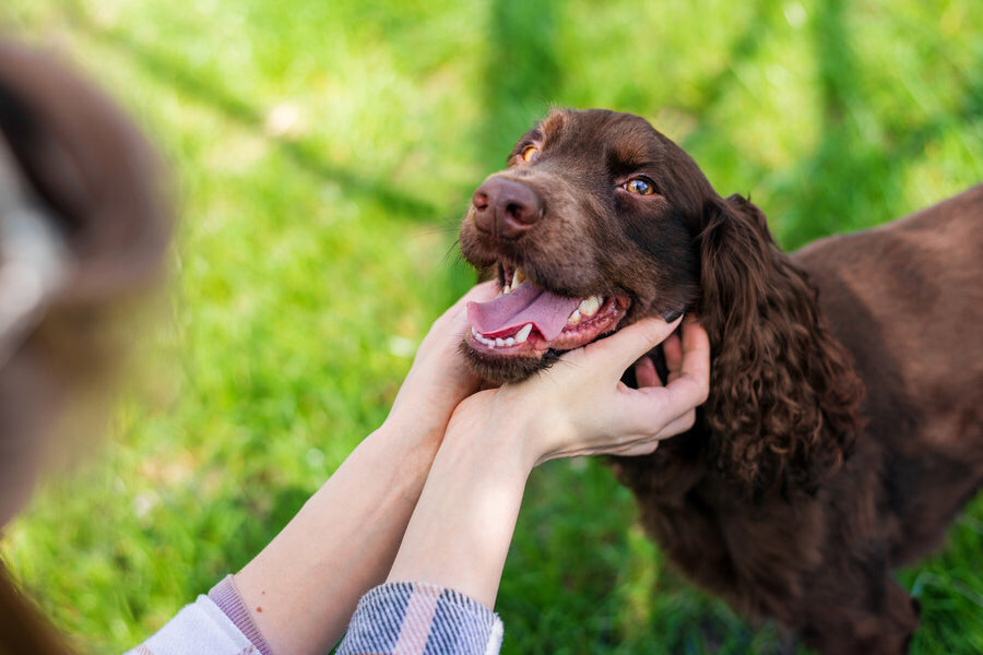 Calming Products for Dogs