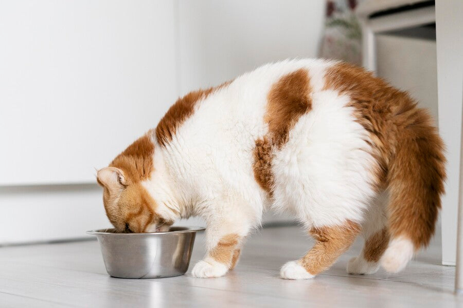 Cat Food