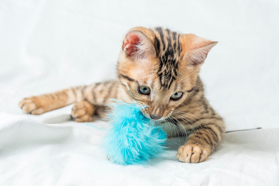 Cat Toys, Treats & Training