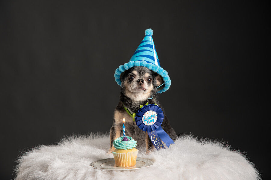Dog Birthday Gifts