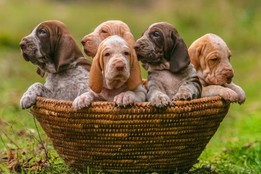 Breeding