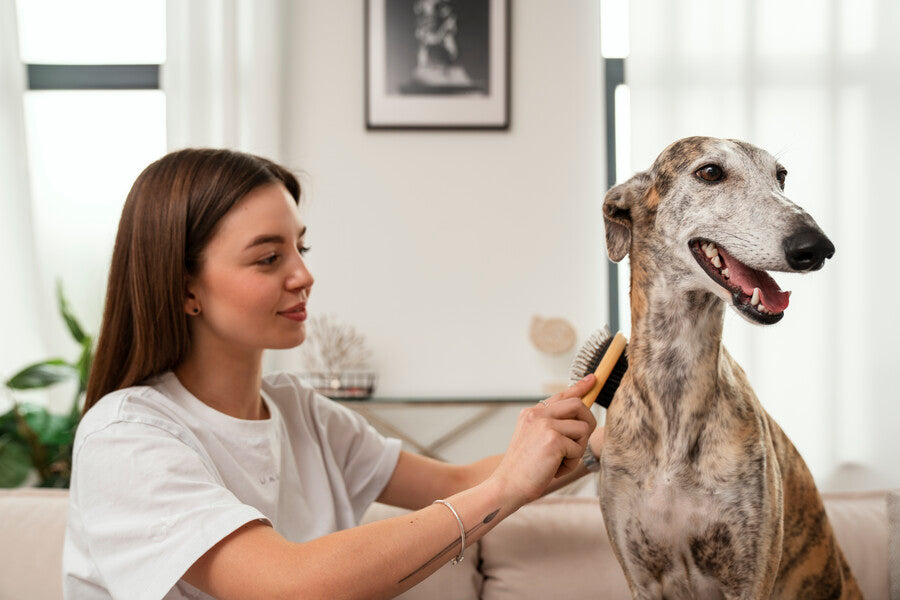 Dog Brushes