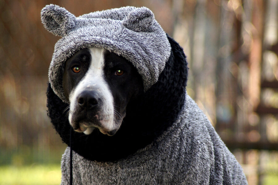 Dog Coats