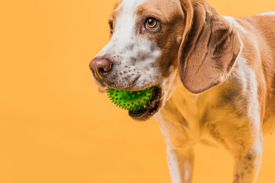 Dog Toys and Treats