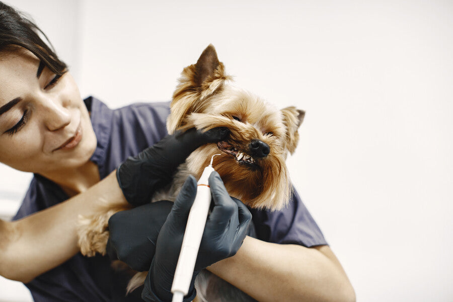 Eye, Ear, Dental & Nail Care