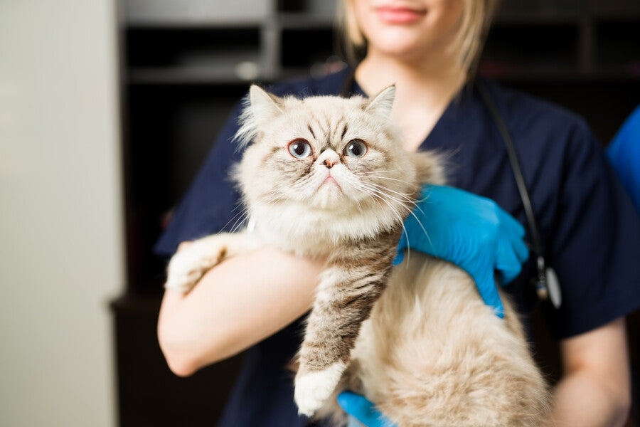 Cat Healthcare