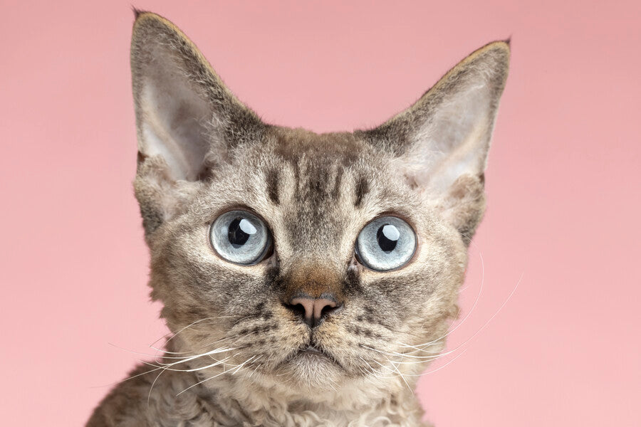 Feline