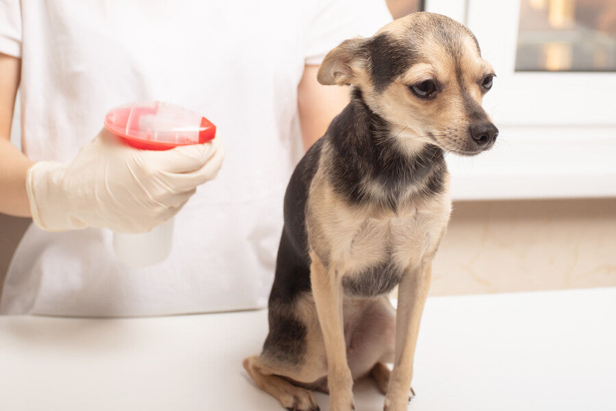 Flea, Tick & Worming Products