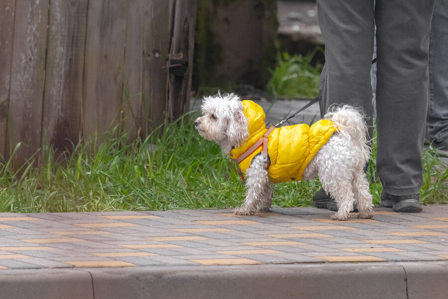 Hi Visibility Accessories for Dogs
