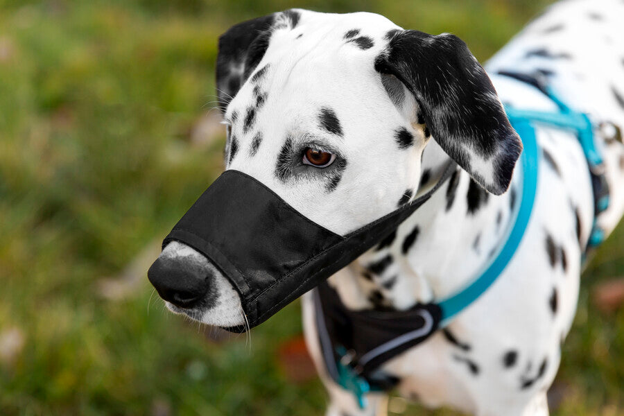 Muzzles