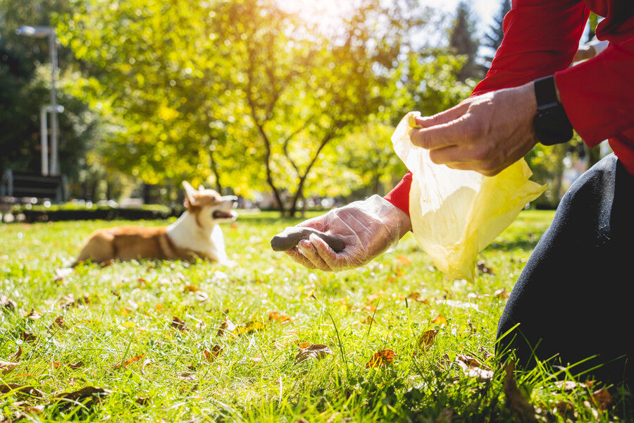 Poop Bags & Dispensers
