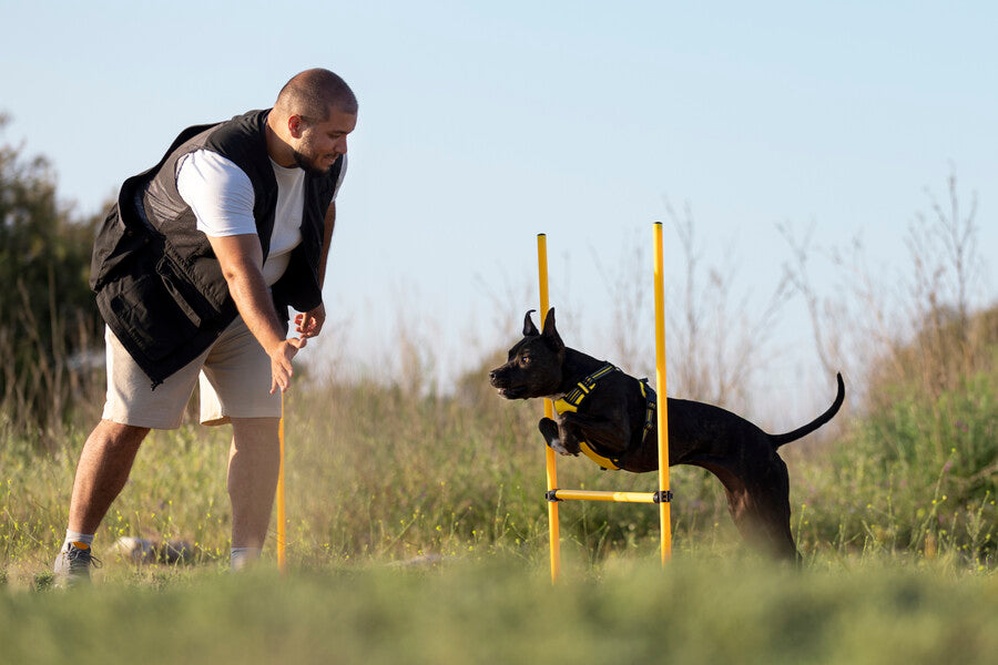 Sporting Dog Training Aids