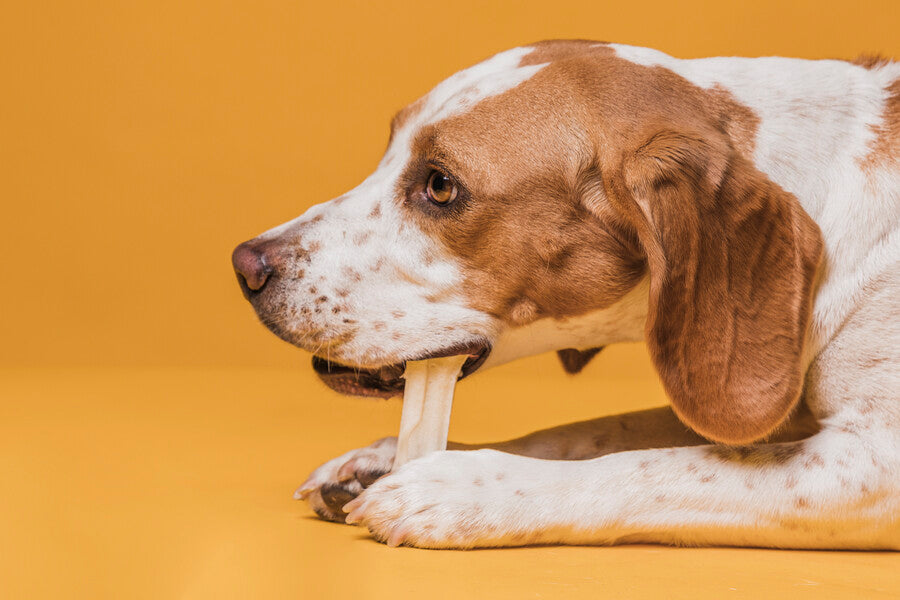 Treats & Chews