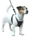 The Company of Animals Non Pull Harness