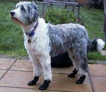 Paw Ideas  Dog Boots  size 2