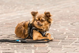 Curli Stretch Comfort Dog Lead Medium