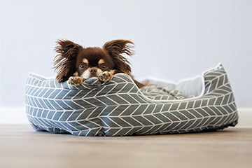 Dog Essentials