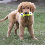 Kong Air Squeeker Dumbbell