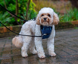 CarSafe Crash Tested Dog Harness in Blue
