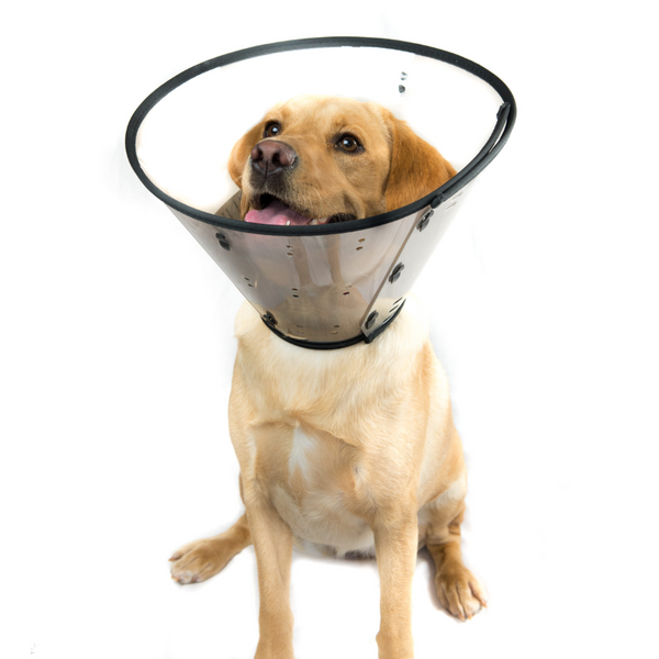 MDC Smart Collar -  Size 3 - 31-40cm
