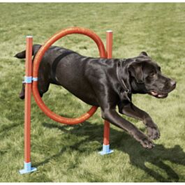 Rosewood agility discount