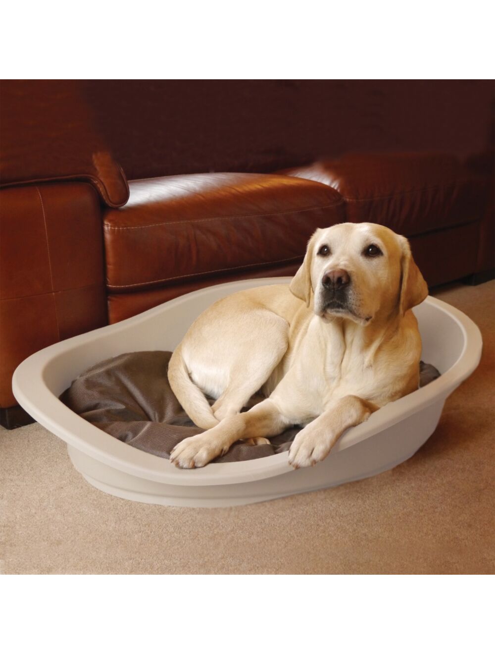 Plastic dog on sale beds the range