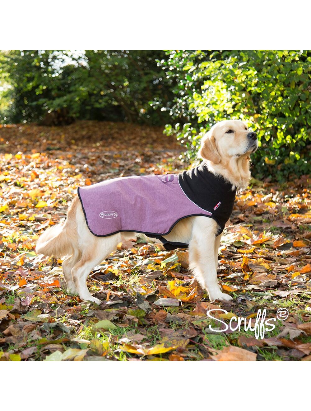Thermal dog coat new arrivals