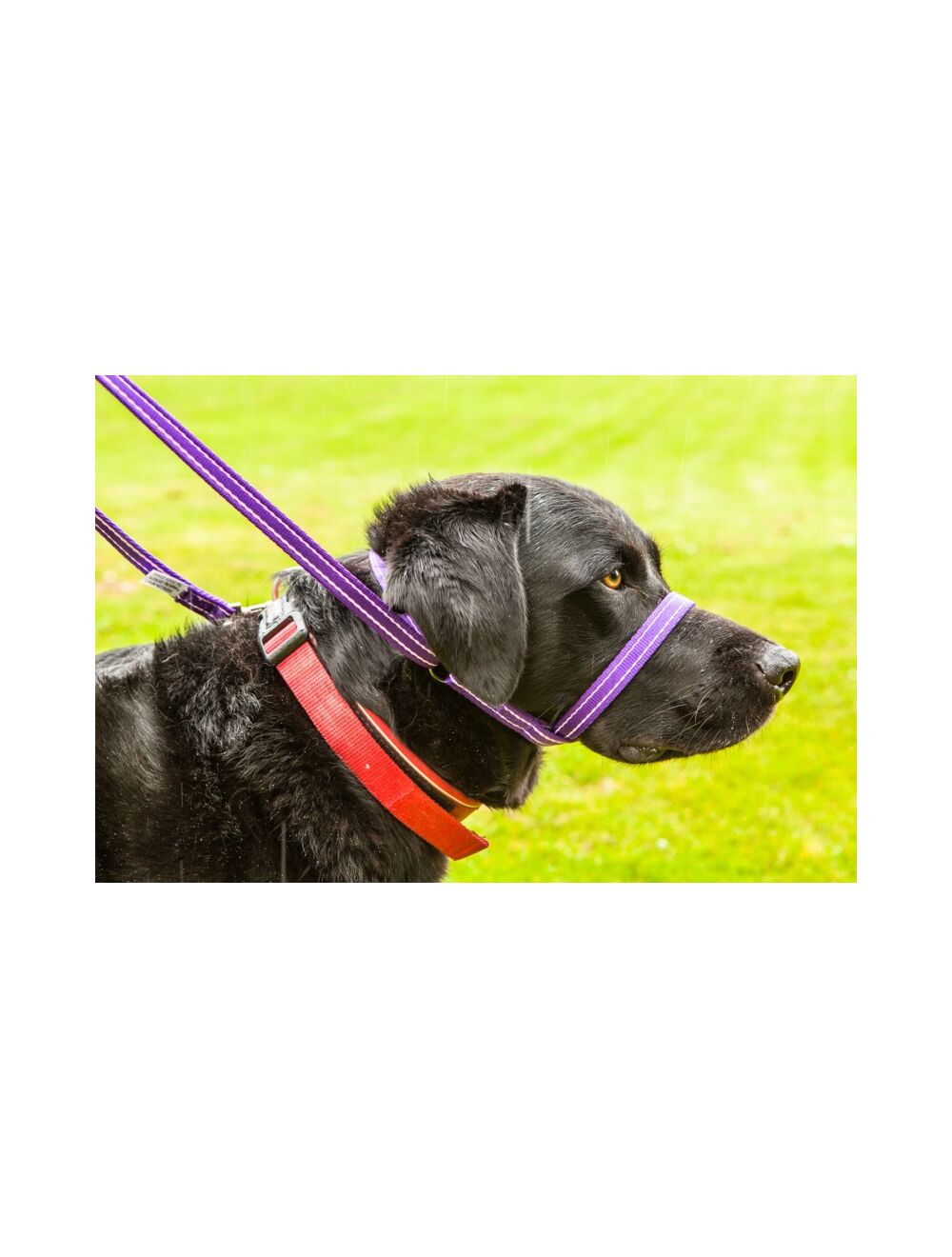 Gencon dog lead shop