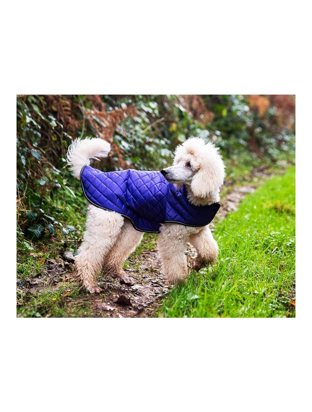 Quilted shop dog jacket