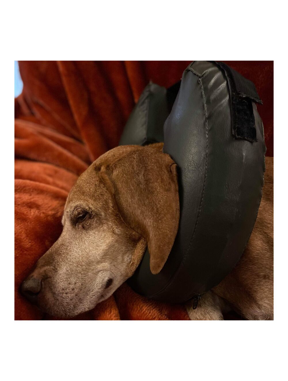 Comfy collar shop