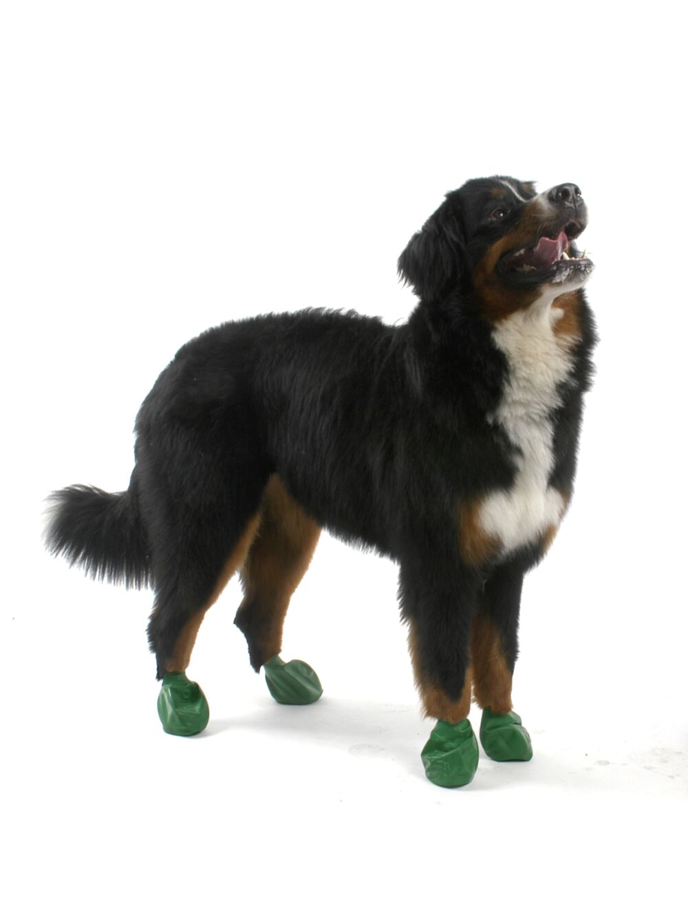 Pawz for hot sale dogs