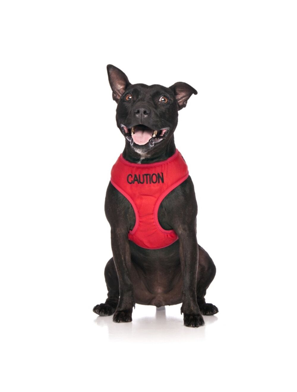 Dog vest shop harness