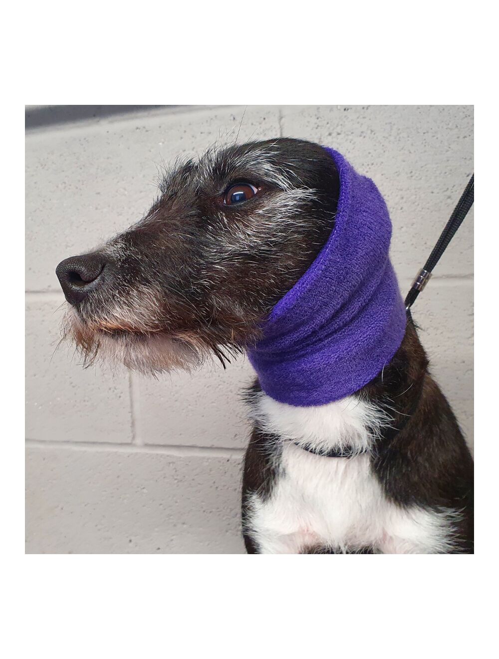 Happy hoodie for dogs cheap