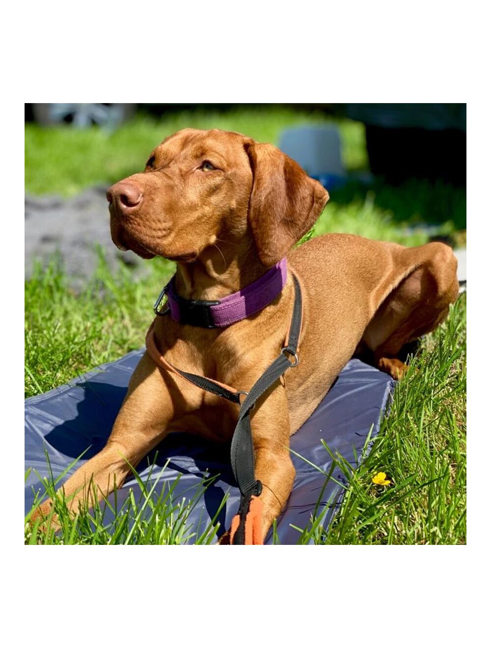 Henry wag cooling mat shop