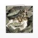 Waggy Dogz Cards - Hiding Place - Tabby Cat