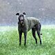 Stix Greyhound Dog Coat