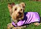Cool Coat 30-39 cm chest XS Purple