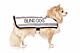 FriendlyDog Blind Dog Coat