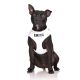 FriendlyDog Blind Dog Vest Harness