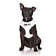 FriendlyDog Blind Dog Vest Harness