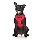 FriendlyDog Caution Dog Vest Harness